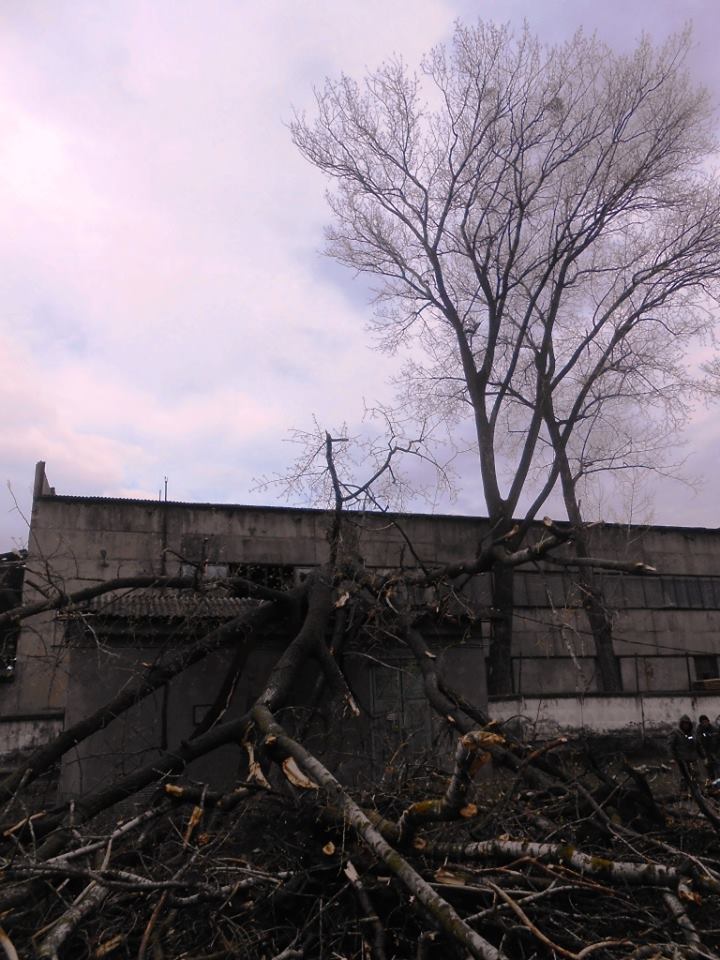На Берегівщині також ліквідовують наслідки негоди - на будівлю трансформаторної підстанції впало дерево (ФОТО)
