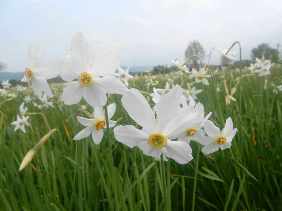 Долина нарцисів на Хустщині вже на 40% вкрилася білим цвітом, пік цвітіння чекають у межах 9-11 травня (ФОТО)