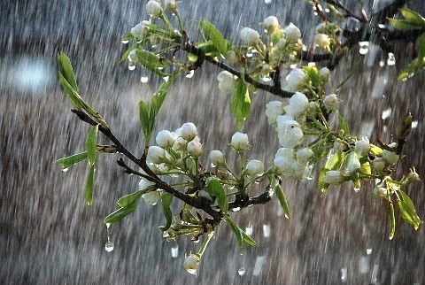 На Закарпатті оголошено штормове попередження зі зливами, градом і шквалистим вітром