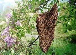 Мешканців ужгородського двору налякав рій бджіл