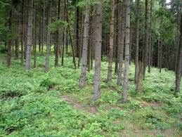 На Тячівщині у лісі шукають 44-річну жінку