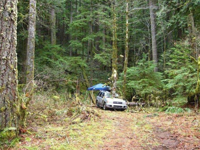 Закарпатські депутати пропонують обмежити рух транспортних засобів у місцевих лісах