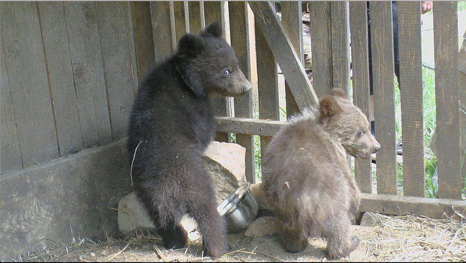 Двоє ведмежат, вилучених на митниці, поселилися у Центрі реабілітації бурих ведмедів у НПП "Синевир" (ФОТО)