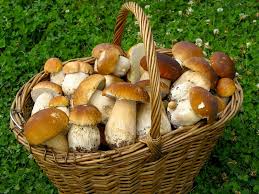Найчастіше грибами труяться мешканці Ужгородщини