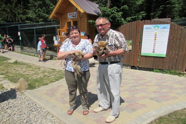 Закарпатці передали у реабілітаційний центр Карпатського нацпарку двох лисенят-знайд (ФОТО)