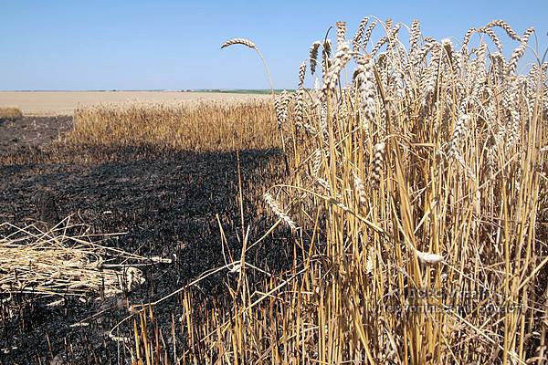 На Ужгородщині вогонь із палаючого сухостою перекинувся на пшеничне поле