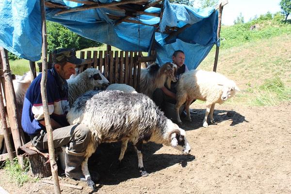 Як літують вівчарі на калинських узгір’ях (ФОТО)