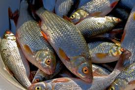 На Тячівщині браконьєр наловив червонокнижної риби на 14 тис грн