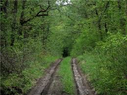 Шестеро дітей заблукали у лісі на Ужгородщині