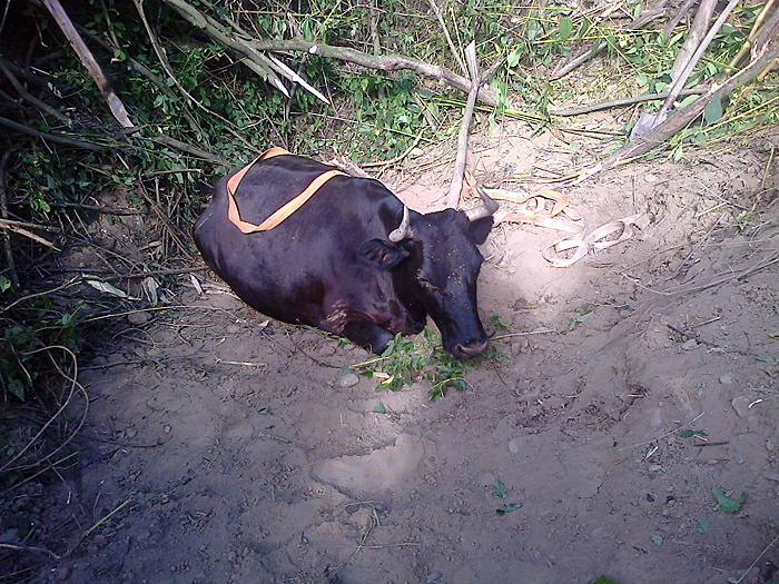 В Оріховиці на Ужгородщині витягали з ями тільну корову (ФОТО, ВІДЕО)