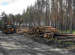 Закарпатців просять повідомляти про факти незаконної вирубки лісів