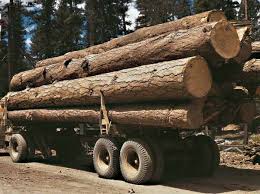 За півроку на Закарпатті нарубали лісу на 274 млн грн