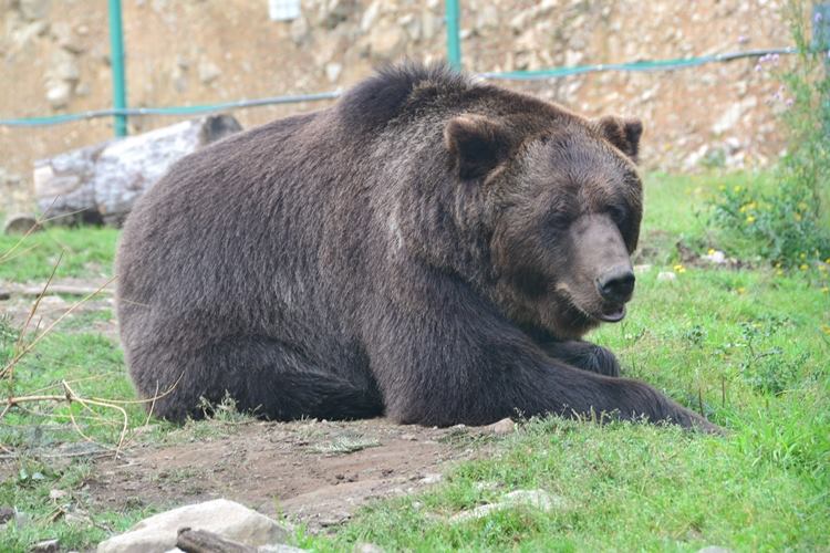 Готуючись до зимової сплячки, ведмеді НПП "Синевир" їдять на 25% більше різноманітних харчів (ФОТО)