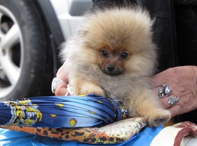 У Мукачеві на набережній Латориці пройшла Всеукраїнська виставка собак "MUNKACHI - 2015"