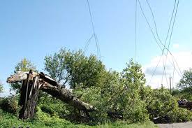 З приводу "аварійних" дерев ужгородців закликають звертатись у департамент міського господарства (ВІДЕО)