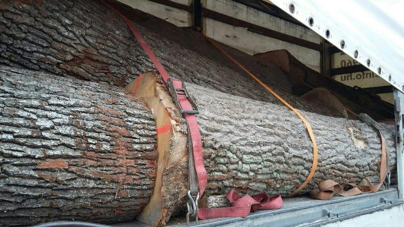 На Закарпатській митниці ДФС припинено незаконне вивезення дубових колод та піддонів з ялини (ФОТО)