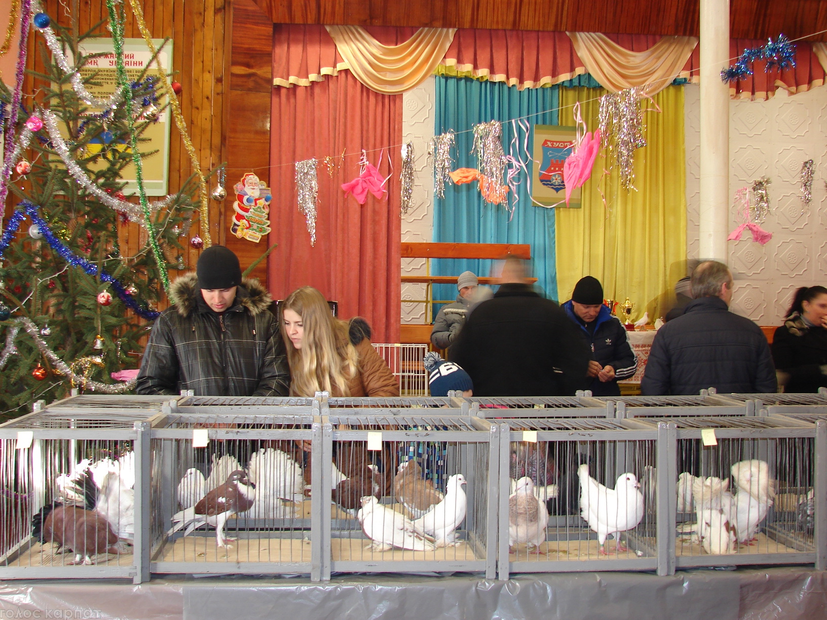 У Хусті відбулася виставка декоративних птахів та кролів (ФОТО)
