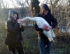 На Іршавщині на Боржаві зі скрижанілої річки рятували лебедя (ФОТО)