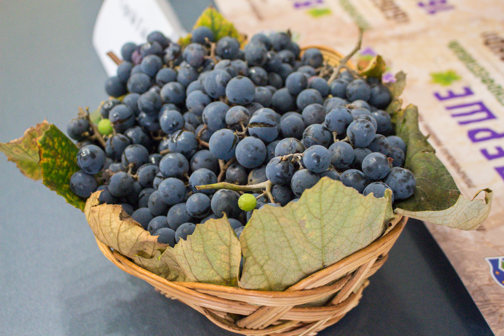 Близько 20 виноробів стануть учасниками етнофестивалю "Бобовищенське гроно" на Мукачівщині