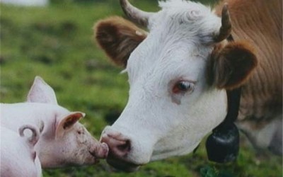 Прирости великої рогатої худоби на Закарпатті збільшилися на 16,7%, тоді як свиней, навпаки, зменшились на 10,5%
