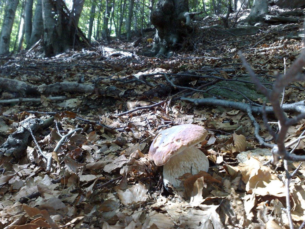 В Ужгороді неподалік Радванки, збираючи гриби, заблукали дві жінки