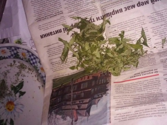 На Мукачівщині під час общуку в хаті в Бабичах знайшли 2 сховки з 50 г марихуани (ФОТО) 
