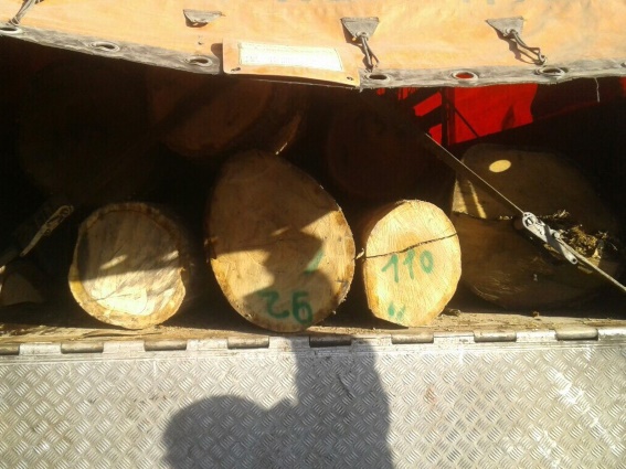На спецпосту "Сойми" на Закарпатті затримали завантажену 20 кубометрами дуба "львівську" "Івеко" (РОЗШИРЕНО) (ФОТО)