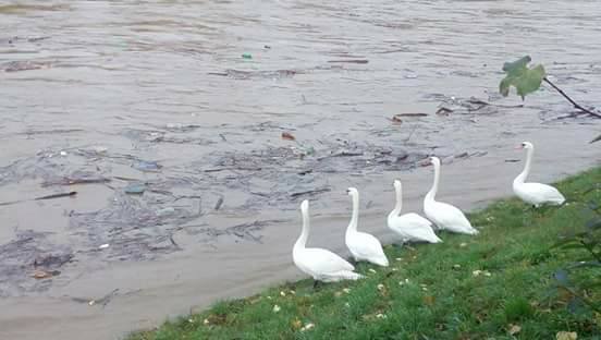 ФОТОФАКТ. Висока вода витіснила ужгородських лебедів на маленький шматок "сухого" берега