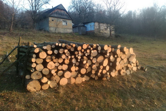 На Хустщині виявили чоловіка, котрий через безгрошів'я зрізав у лісосмузі на дрова 23 граби (ФОТО)