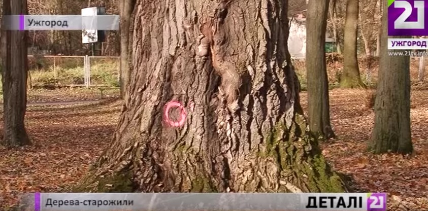 Дерева-старожили в Ужгороді (ВІДЕО)