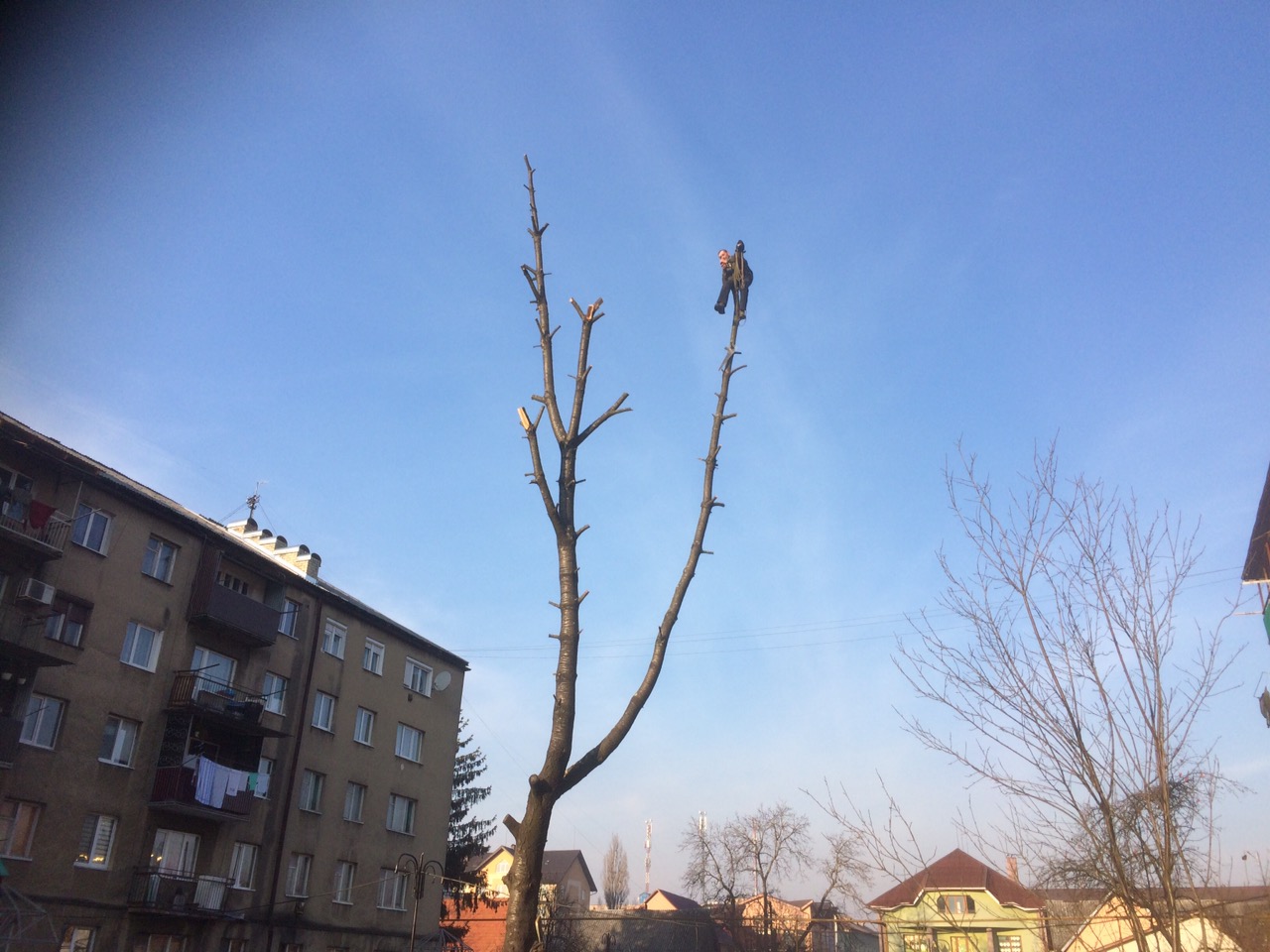 У Тячеві "знімали" з 15-метрового дерева чоловіка, що поліз обрізати гілки й не зміг самостійно спуститися (ФОТО)