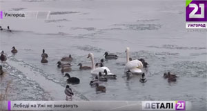 Лебедів в Ужгороді просять підгодовувати виключно з урахуванням раціону птахів і в жодному разі – не хлібом (ВІДЕО)