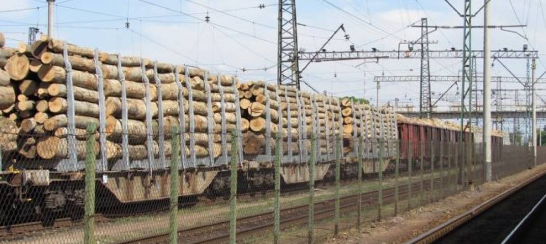 На Закарпатті оголошено "кримінальну" підозру за спробу незаконного вивезення в ЄС 11 вагонів лісу