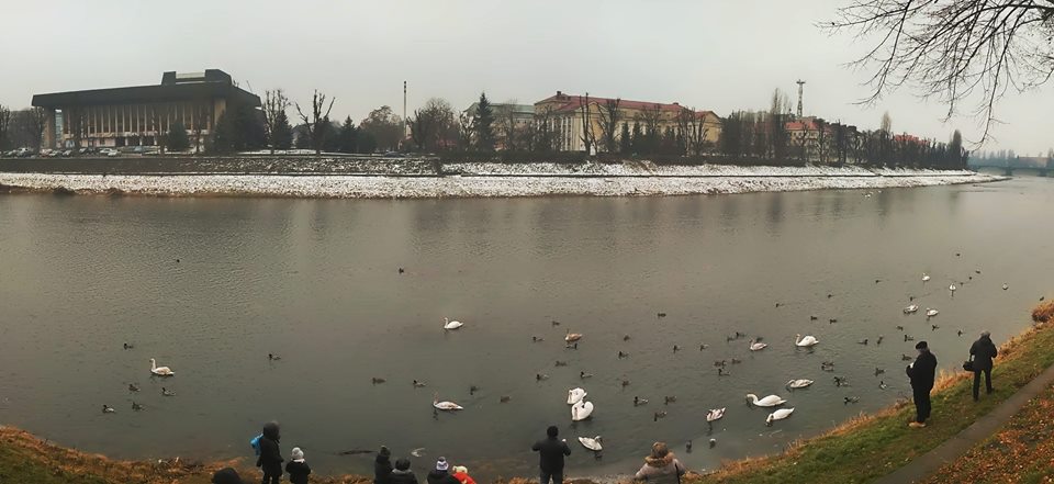 Ужгород має новий гарний рекорд: 25 лебедів на Ужі (ФОТО)