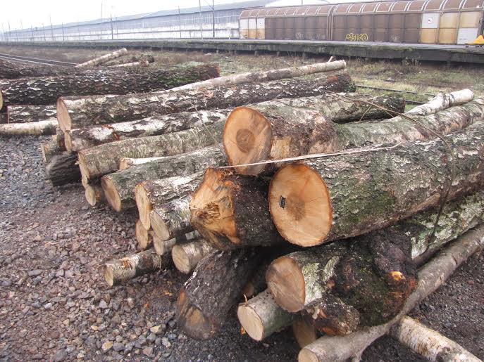 На Закарпатті митники вилучили деревину через неправдиві дані (ФОТО)