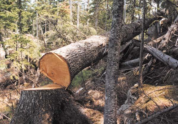 На Хустщині чоловіка під час заготівлі дров убило деревом 