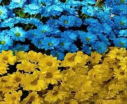 Ужгороду обіцяють герб міста, прапор України і вишивку з квітів