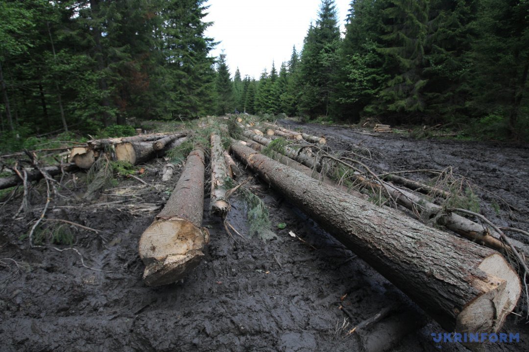 Рубки лісів на Закарпатті: між катастрофою і законом
