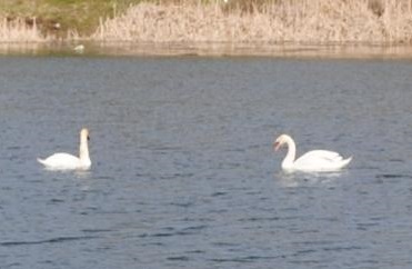 На озері в центрі Ужгорода оселилися лебеді (ФОТО)