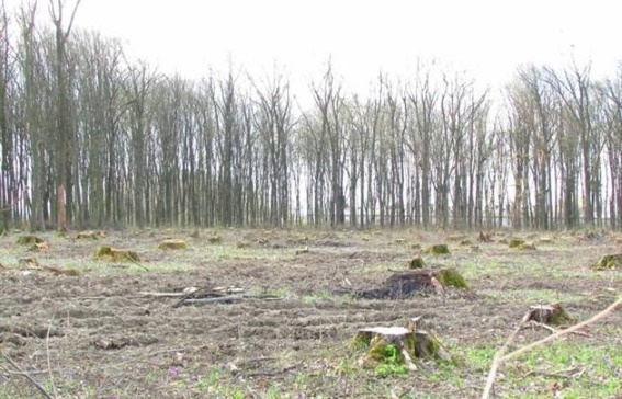 З початку року на Закарпатті зафіксовано понад півсотні нелегальних рубок лісу (ФОТО)