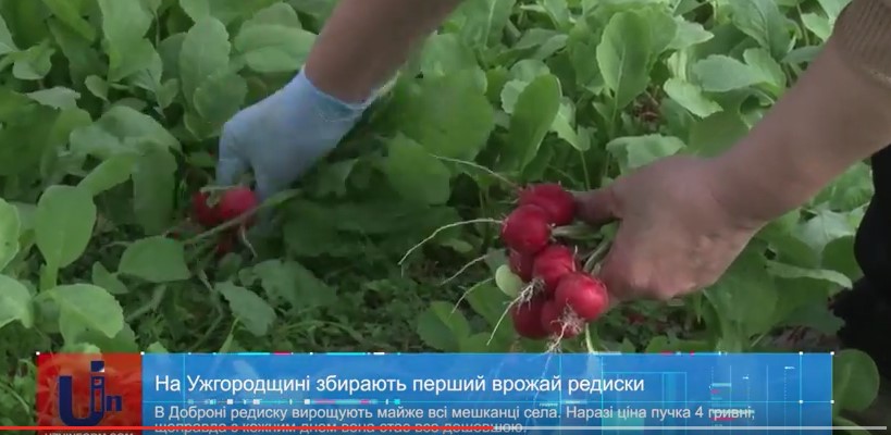 На Ужгородщині збирають перший врожай редиски (ВІДЕО)