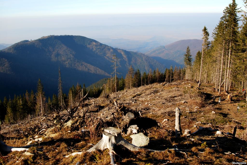 На Закарпатті тимчасово заборонили рубати ліс на природно-заповідних територіях