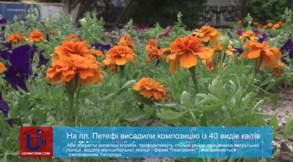 На площі Петефі в Ужгороді висадили композицію із 40 видів квітів (ВІДЕО)