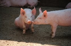 Реалізація свиней у великих обсягах є проблемою для Закарпаття – виробники