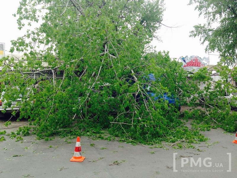 В Ужгороді гілка дерева впала на два авто (ФОТО)