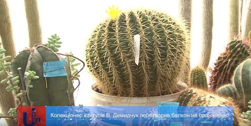 Ужгородський колекціонер виростив для власної "балконної оранжереї" 70 видів кактусів (ВІДЕО)