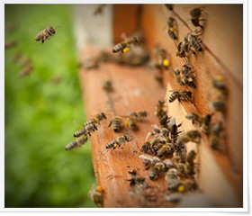 У Нацпарку "Синевир" на Закарпатті розводитимуть карпатську бджолу (ФОТО)