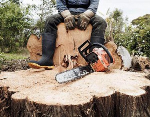 Незаконна рубка лісу на Великоберезнянщині завдала збитків на суму понад 150 тис грн