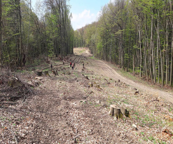 Начальника підрозділу Чопського прикордонного загону за підозрою у справі порубки лісу на 2 млн грн у прикордонні взято під варту