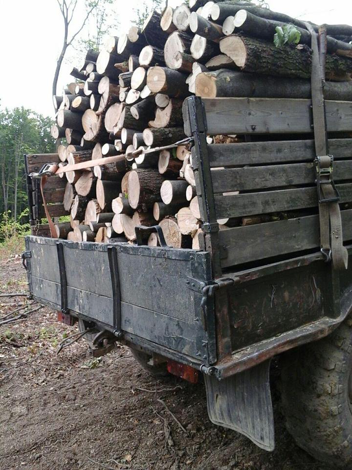 На Закарпатті невідомі незаконно рубали ліс на території Ганьковицького лісництва (ФОТО)